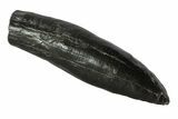 Fossil Pygmy Sperm Whale (Kogiopsis) Tooth #78238-1
